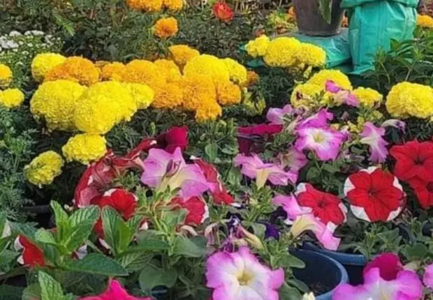 Blida, la ville des roses, ravive ses traditions avec le festival des fleurs