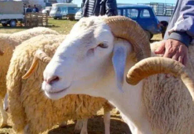 Permanence de l’Aïd el-Adha : voici l’appli mobile qui localise les commerces ouverts