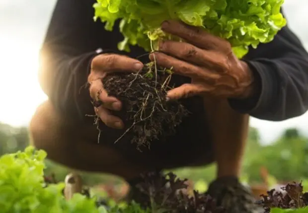 Agriculture : nouveau plan pour renforcer les cultures stratégiques