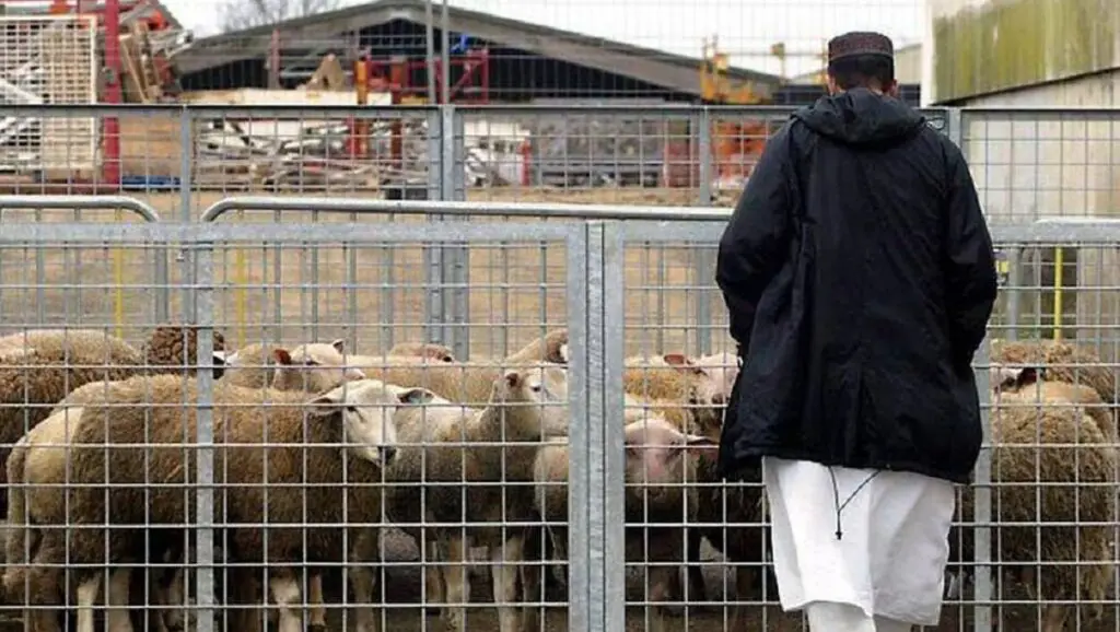 Aïd al-Adha 2024 – France: les préfectures rappellent les conditions de l&rsquo;abattage rituel