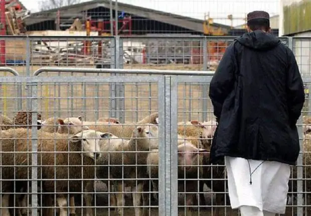 Aïd al-Adha 2024 – France: les préfectures rappellent les conditions de l’abattage rituel