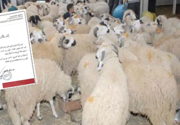 Alger : ALVIAR lance la vente des moutons de l’Aïd Al-Adha à partir de cette date