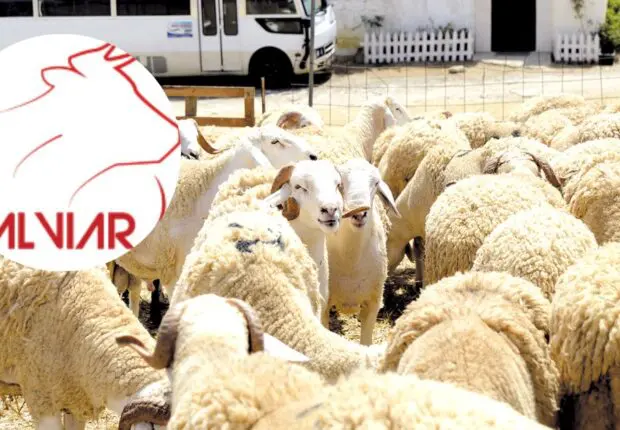 À partir de 59 000 DA : ALVIAR met en vente des moutons de l’Aïd Al-Adha à prix fixes