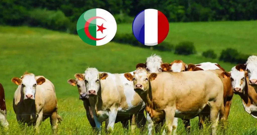 Embargo sur les vaches françaises : l&rsquo;Algérie reste ferme malgré les efforts de la France