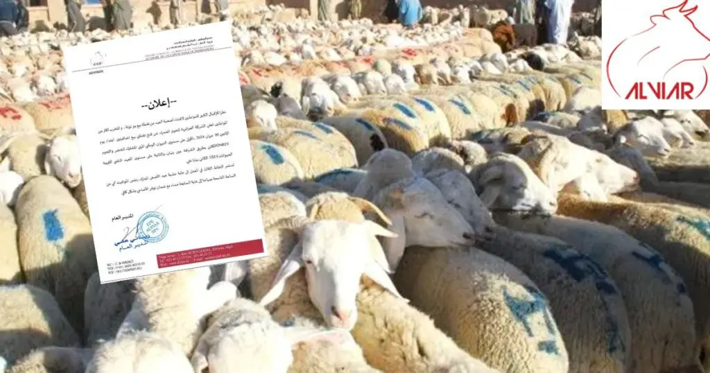 Moutons de l&rsquo;Aïd à Alger : ALVIAR annonce l&rsquo;ouverture de 2 nouveaux points de vente