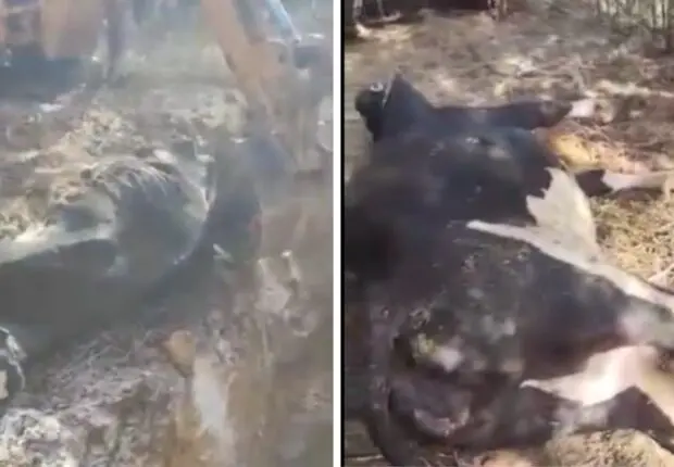 Mystérieuse maladie bovine à Blida : Au moins 40 vaches mortes et le nombre de cas explose