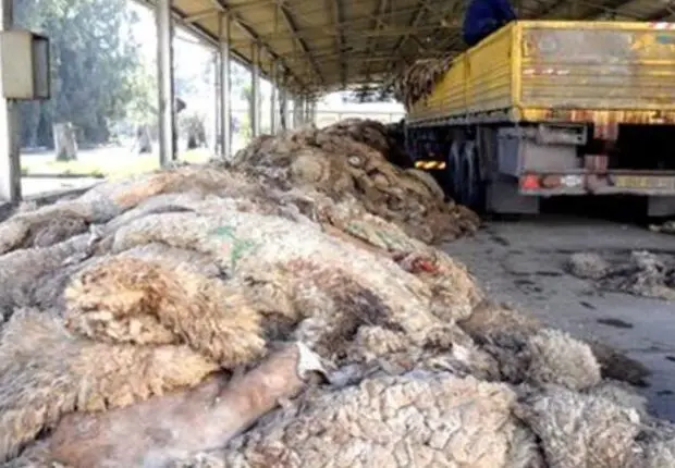 Aid El Adha : le Ministère appelle au respect de l’hygiène et à l’utilisation de ‘Ndif’ 