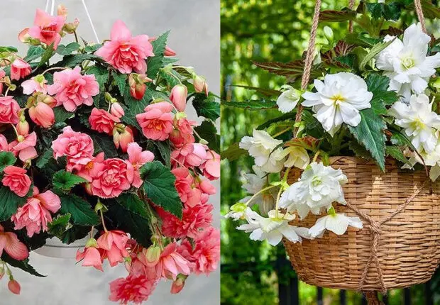 Caractéristiques de la culture du bégonia pendula à la maison