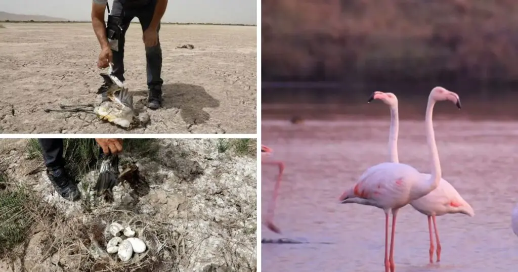 L&rsquo;info a fait le tour du monde : des bénévoles Algériens sauvent 300 flamants roses