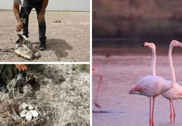L&rsquo;info a fait le tour du monde : des bénévoles Algériens sauvent 300 flamants roses