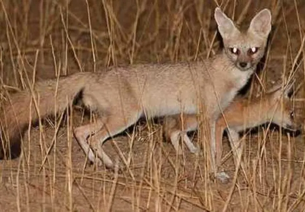 Un renard pâle aperçu pour la première fois dans le Sahara algérien (Vidéo)