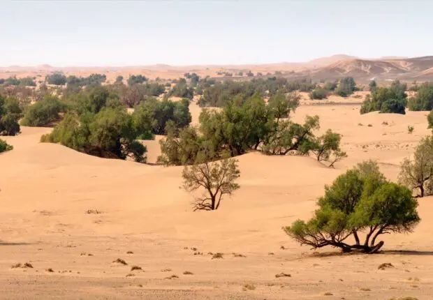 Réhabilitation du Barrage Vert en Algérie : quel est l’état d’avancement du projet ?