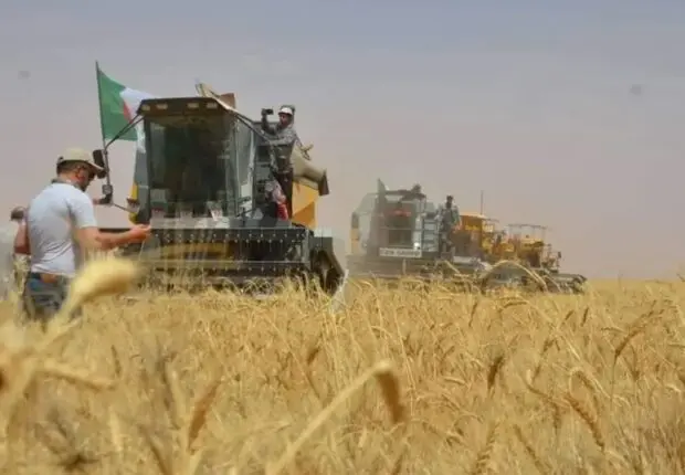 Production agricole en Algérie : le mégaprojet algéro-italien se concrétise à Timimoune !