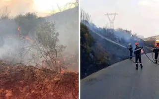 Bejaïa, Tizi Ouzou, Tipaza… 22 feux de forêts enregistrés en une journée