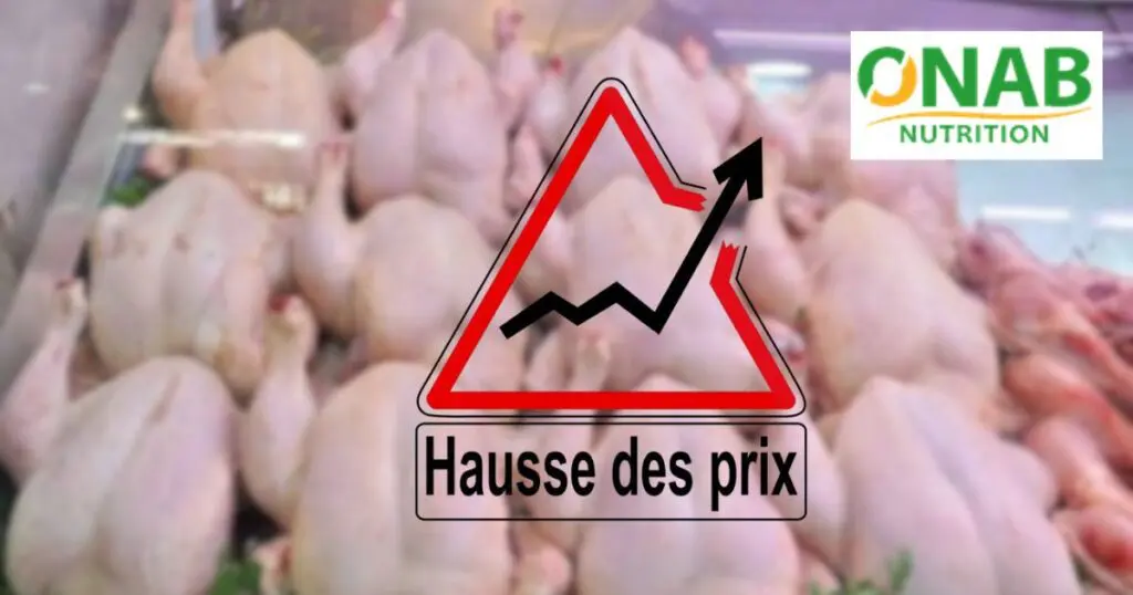 Le poulet à plus de 500 DA / kg : l&rsquo;État mobilise la SARPA et l&rsquo;ONAB pour stabiliser les prix