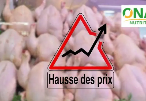 Le poulet à plus de 500 DA / kg : l’État mobilise la SARPA et l’ONAB pour stabiliser les prix