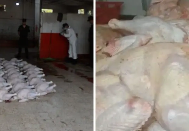 Scandale de viande avariée à Alger : Saisie de 10 quintaux de dindes impropres à la consommation