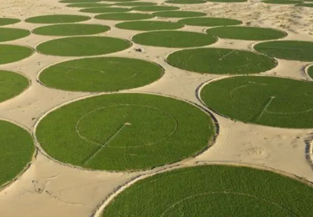Sécurité alimentaire : 1 365 hectares dédiés à cette culture stratégique dans le désert de Ouargla
