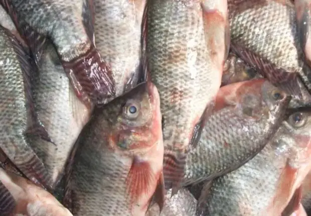 Le prix du tilapia ne dépassera pas 700 DA/kg : voici les ambitions du ministère de la Pêche (2024)