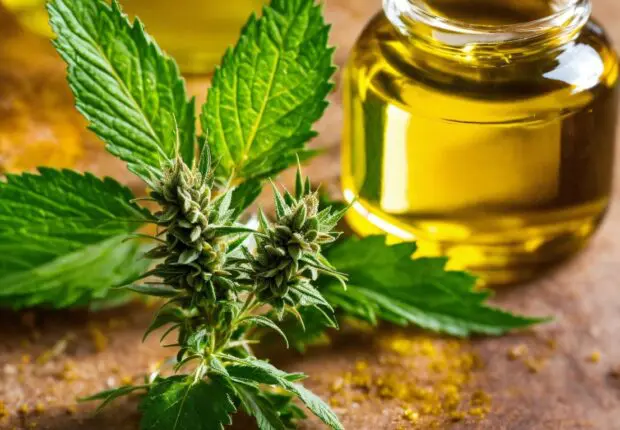 Qu’est-ce que le CBD et comment fonctionne-t-il?