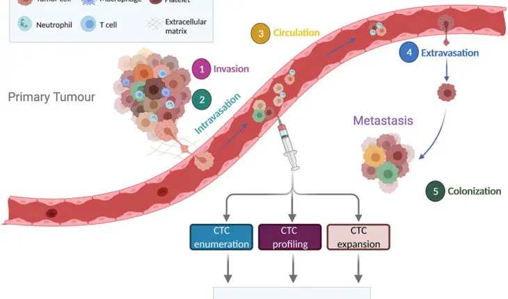 cellules tumorales circulantes (CTC)