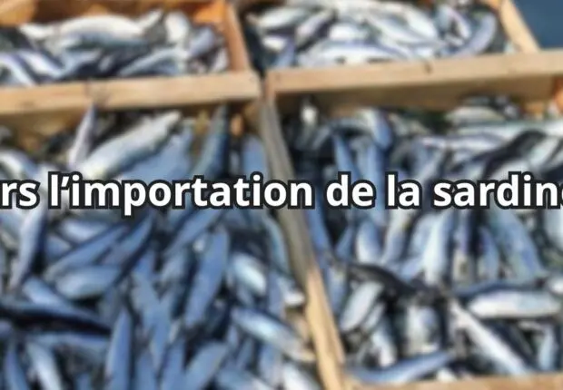 La sardine à 1 700 DA/kg : Zitouni menace de sortir l’arme fatale