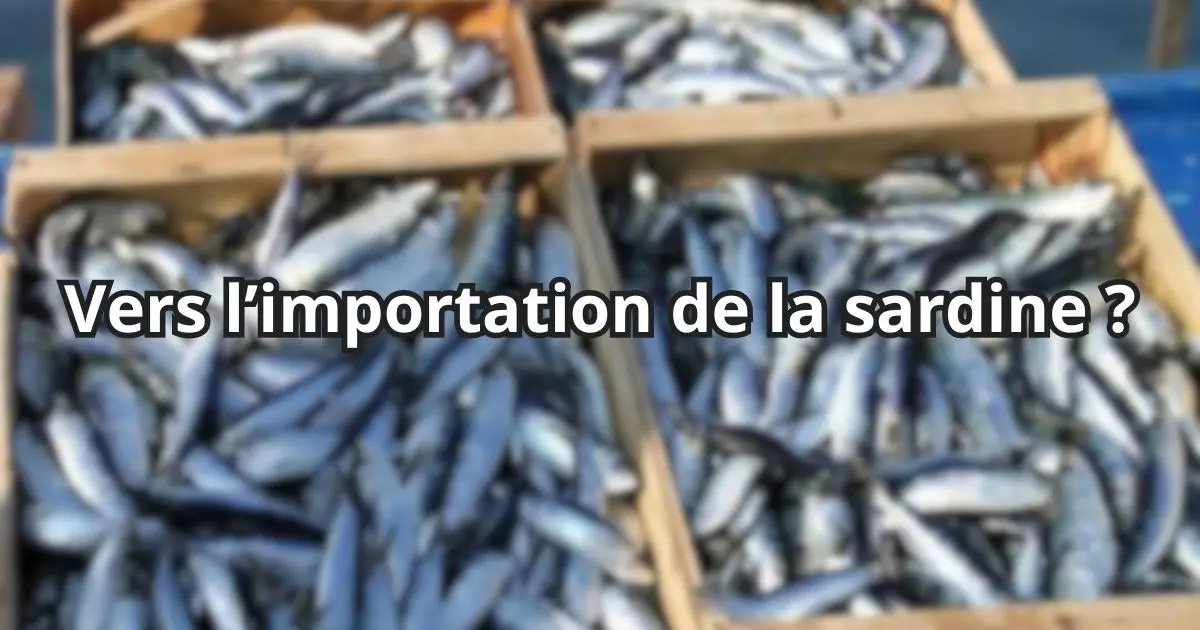 La sardine à 1 700 DA/kg : Zitouni menace de sortir l’arme fatale
