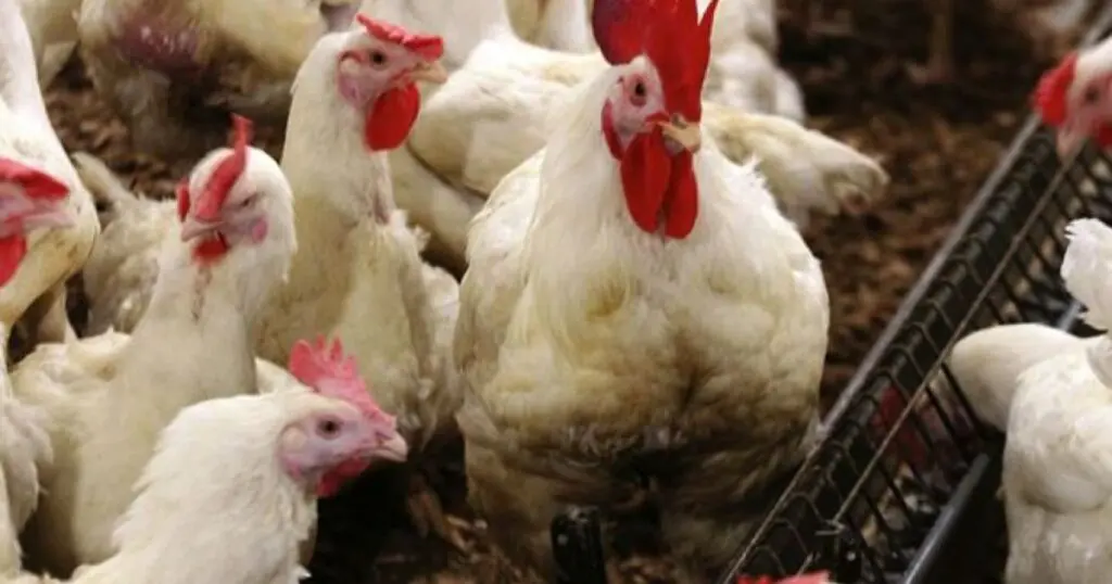 Un « petit » poulet pour un « petit » prix… La nouvelle équation du Ministère de l&rsquo;Agriculture