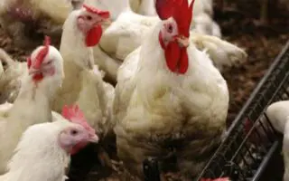 Flambée des prix du poulet : voici les raisons derrière cette crise selon les éleveurs