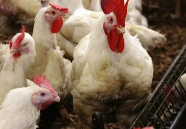 Un « petit » poulet pour un « petit » prix… La nouvelle équation du Ministère de l’Agriculture