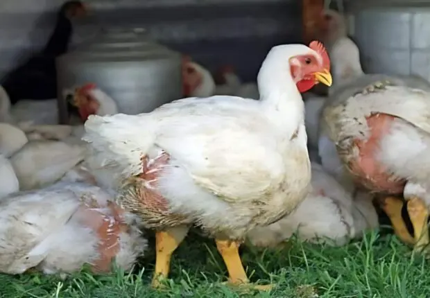 Le poulet algérien fait son come-back : La baisse des prix se généralise