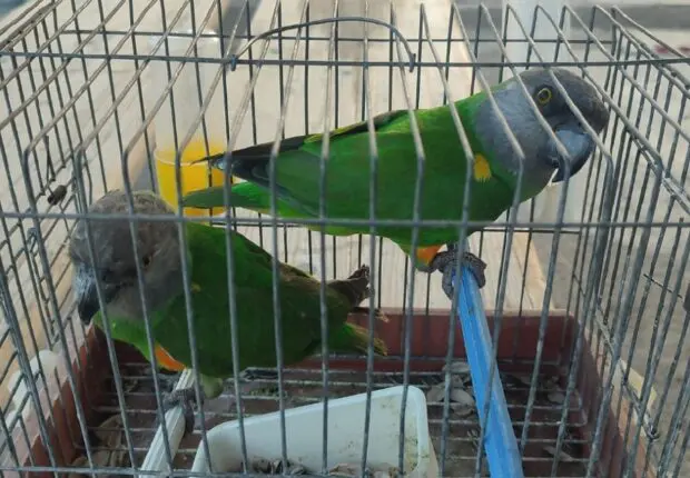 Port de Marseille : saisie d’animaux protégés sur des ferries d’Algérie et Tunisie