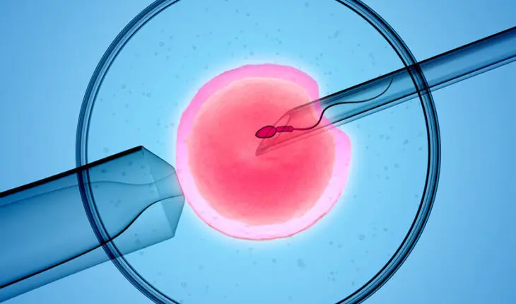 Fécondation in vitro