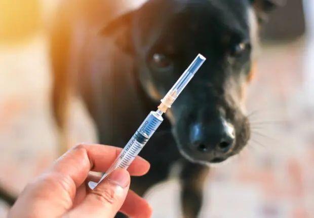 Virus de la rage en Algérie : 180 000 cas de morsures en une année