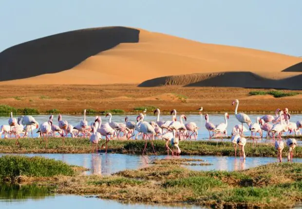 Un phénomène rarissime : Le Sahara devient verdoyant après des pluies abondantes (photos)