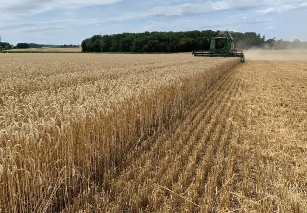 Autosuffisance en blé : l’Algérie s’engage dans un plan pharaonique