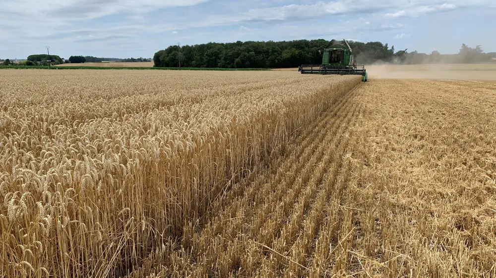 Autosuffisance en blé : l’Algérie s’engage dans un plan pharaonique