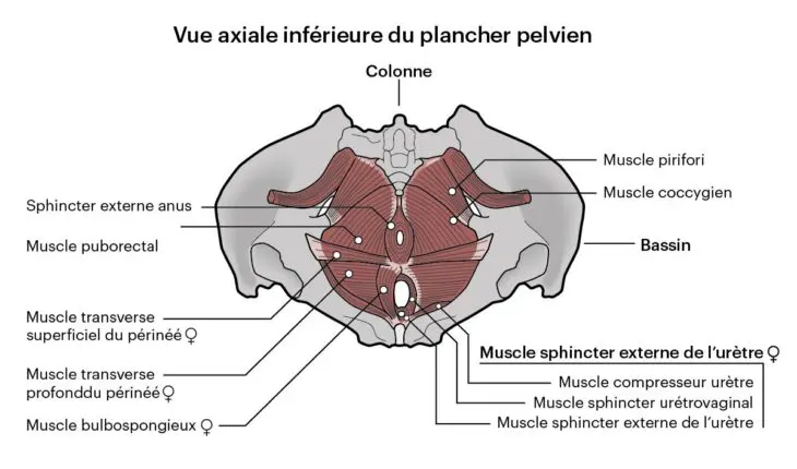 Schéma du plancher pelvien