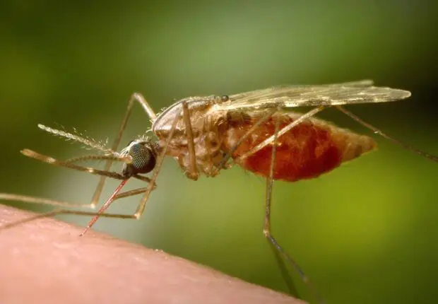 Paludisme en Algérie : les mesures de prévention à adopter