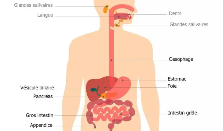 Système digestif humain