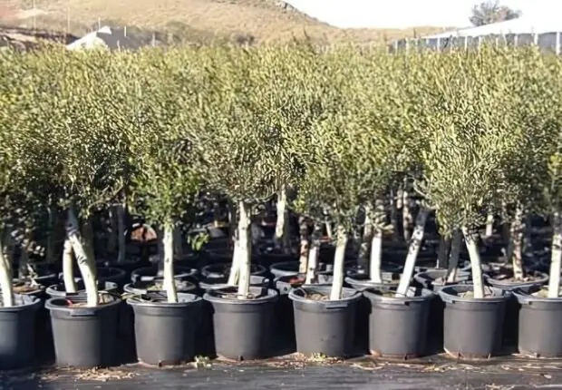 L’Algérie mise sur l’oléiculture : un million d’oliviers plantés d’ici fin 2024