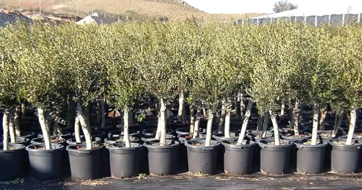 L’Algérie mise sur l’oléiculture : un million d’oliviers plantés d’ici fin 2024