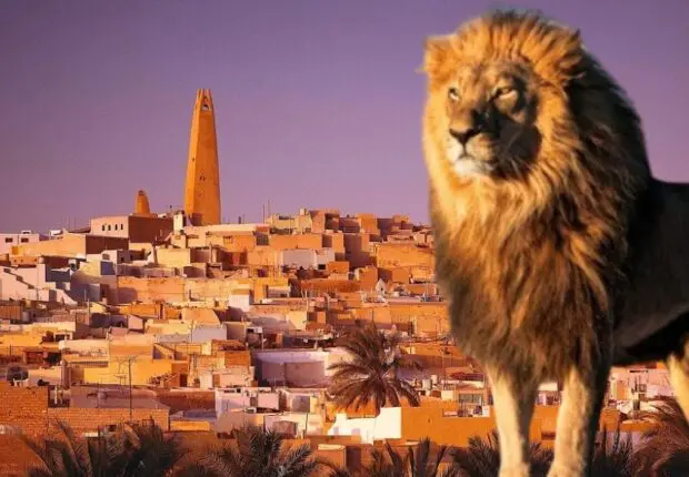 Ghardaïa : Un lion saisi illégalement dans une zone agricole
