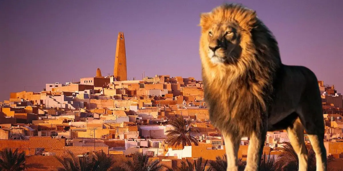 Ghardaïa : Un lion saisi illégalement dans une zone agricole