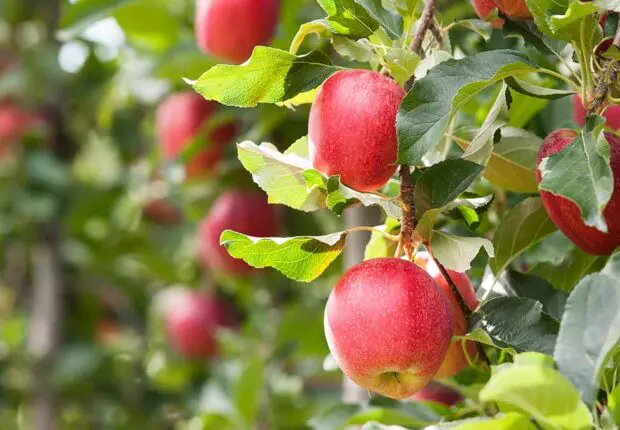 Pommes : Vente directe et stocks régulés pour contrôler les prix