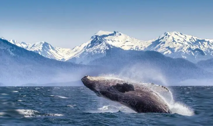 parc national de Glacier Bay