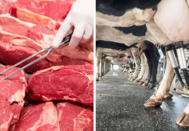 Viandes et produits laitiers : des importations stratégiques pour répondre à la demande locale