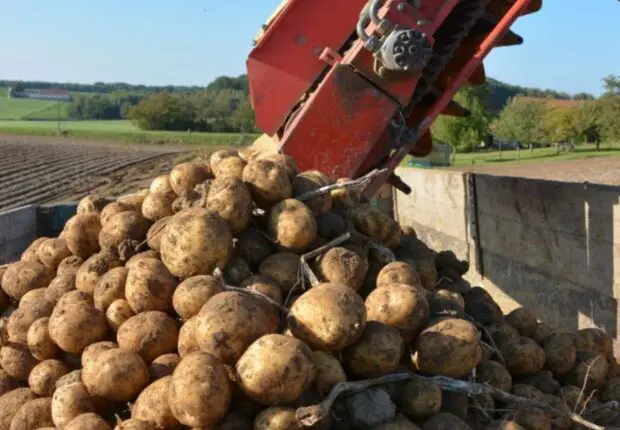 Récolte exceptionnelle de pomme de terre : Le Ministère met les bouchées doubles pour Ramadan 2025