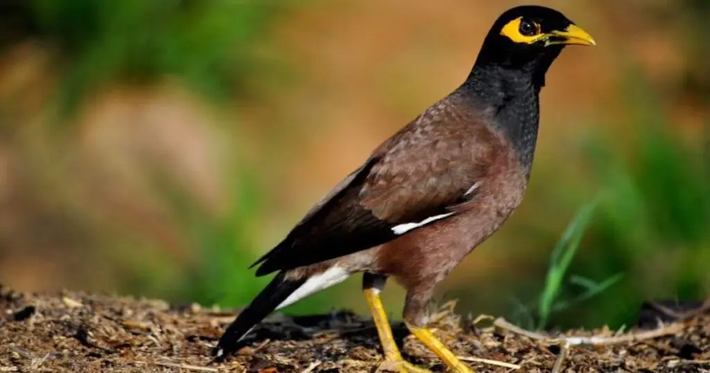 L&rsquo;un des oiseaux les plus nuisibles du monde repéré à Alger : L&rsquo;AWWA tire la sonnette d&rsquo;alarme