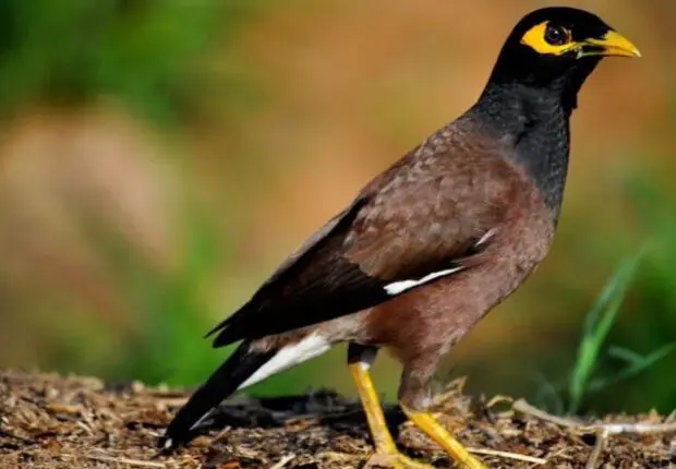 L’un des oiseaux les plus nuisibles du monde repéré à Alger : L’AWWA tire la sonnette d’alarme